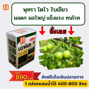 พูดถึงโตไวใบเขียว ราคาเท่าที่มีความน่าเชื่อถือ พิเศษผลใหญ่ 4 เท่า ปุ๋ยเม็ด 4 เท่า รวมผลผลิตสูงสุด 20 เปอร์เซ็นต์