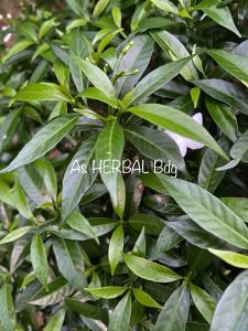 Daun melati korea segar petik langsung 200 lembar-az