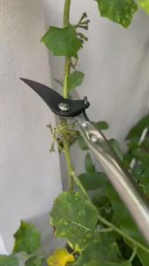 กรรไกรตัดกิ่ง กรรไกรตัดหนีบผลไม้ด้ามยาว มีการรับประกัน การเก็บผลไม้ การตัดที่เร็ว กรรไกรตัดผลไม้ กรรไกรตัดกิ่งไม้