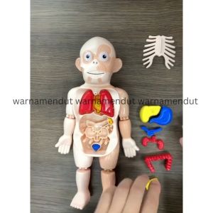 Human Body Anatomy Mainan edukasi organ anggota tubuh anak WMO YUDD232