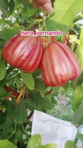 Bibit Jambu Air Giant Rose Aple Tanaman Jambu Air Hasil Okulasi Cepat Berbuah