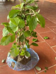 Cây nàng nàng (Gốc siêu to có trái ngay sau khi trồng)