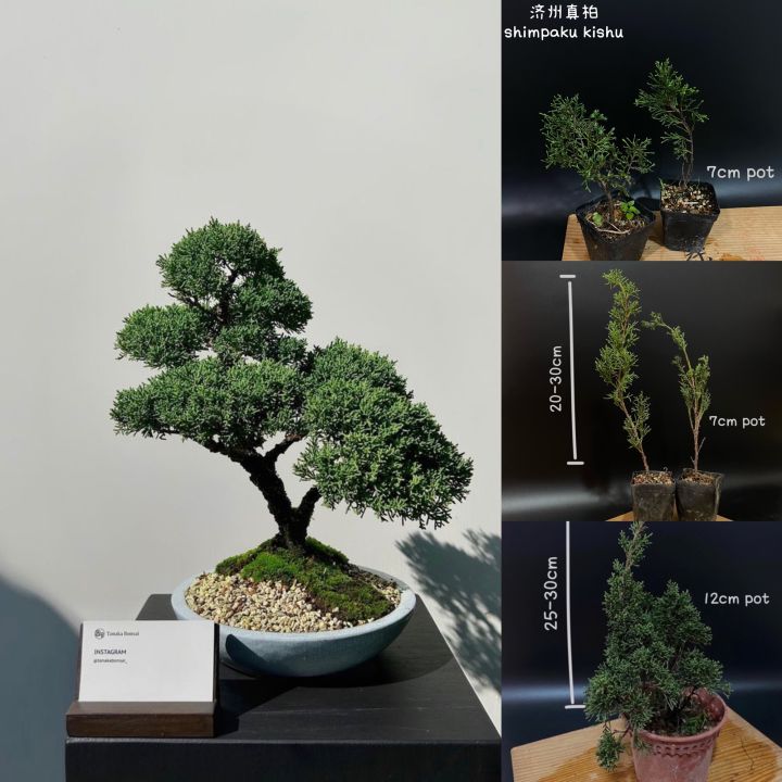 japanese juniper shimpaku kishu/日本济州真柏(bonsai plant/live