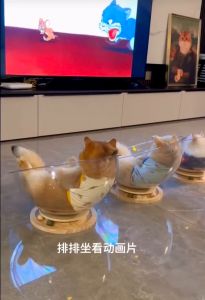 2 in 1 Space Capsule Cat Bed Solid Wood Turntable Cat Teaser Toy All-in-one Toy Bed Space Capsule Cat Bed Ice Nest