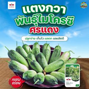 เมล็ดแตงกวา ลูกผสม ไมโครซี F1 ตราศรแดง ปริมาณ 70 เมล็ด เมล็ดพันธุ์แตงกวา เมล็ดพันธุ์ผัก เมล็ดผักสวนครัว ศรแดง