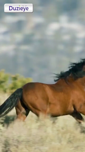 Duzi Eye - Susu Kuda Lombok Nutrisi Mata Bubuk 200 Gram