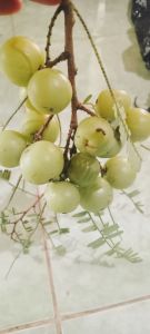 BUAH MALAKA/BUAH AMLA SEGAR 2KG