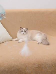 แปรงรูดกำจัดขนแมว Pet brush แปรงเก็บขนสัตว์เลี้ยง 2 in 1 หวีแมว แปรงหวีขนสัตว์เลี้ยง แปรงหวีขนสุนัข โซฟา พรม หมา แมว （ส่งสินค้าทุกวัน）