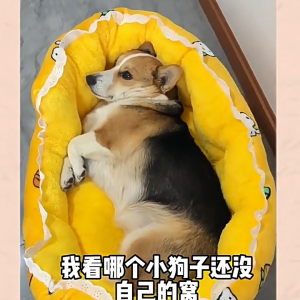 Dog House Winter Warm Sofa NestHouse All-Season Soft Dog House Windproof High Surround Cat House Dog Cat House Mat