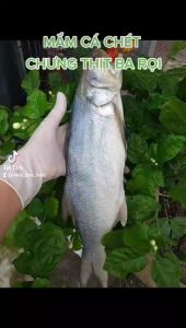 mắm cá chét thịt ngon ngọt mềm không bỡ 500GR- VỰA KHÔ NÀNG TIÊN