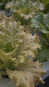 Hydroponic NutSol A+B 2L Set | High Yield Fast Growth Formula for Vegetables & Leafy Greens