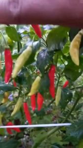 Benih Bibit Cabe Rawit TARUNA 500 Butir Cap Panah Merah Biji Cabai