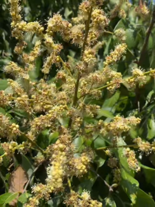 จะเด็ดลำไย เปิดตาดอก สูตรสำเร็จสำหรับอาหารพืช ไคโตซาน อะมิโน นํ้าตาลทางด่วน สาหร่ายทะเล