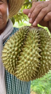กัปตันเรือ คัลรอน่า ครีม ขนาด 1 ลิตร แคลเซียมโบรอน สูตรเข้มข้น ขั้วเหนียว ลดการหลุดร่วง ดอก ผล ขยายขนาด  ป้องกันแกนไส้นิ่ม รสชาติและสีดีขึ้น ใช้ในพืชทุกชนิด