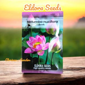 (ELDORA SEEDS) 5 BUTIR BIJI | BENIH BUNGA LOTUS PINK