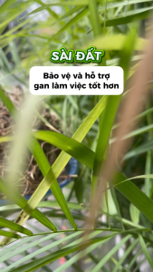 [Hàng mới về] Cây sài đất sấy khô 1kg - tấn phát - Hỗ trợ cải thiện sức khoẻ - Hàng sạch chuyên dùng để pha trà