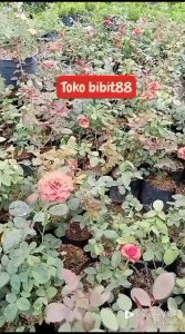 MAWAR MERAH / MAWAR HOLAD