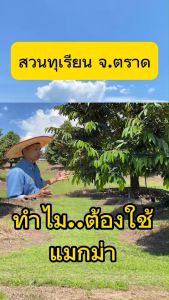 แมกม่า Maxma 1 ลิตร ยกลัง 12 ขวด แถมฟรี เสื้อ 1 ตัว สารกำจัดศัตรูพืช ชีวภัณฑ์ซึมเร็วแห้งไว เสริมประสิทธิภาพ 12 ลิตร