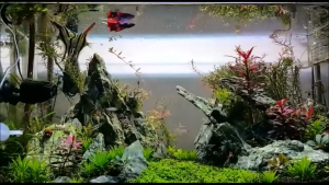 PRO-FEED Type 4 - Fish Feed (Tropical Line) | Slowly Sinking Micro Pellets