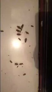 Roach Killer Insecticide Powder OEM Manufacturer   Fly Quick-Extinguishing Medicine Cockroach Cockroach Squeeze Granule Powder Foreign Trade Roach Killer