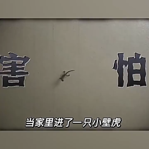 Lizard Repellent Spray Long-Lasting Protection Indoor & Outdoor Gecko Deterrent 壁虎驱赶剂壁虎克星 家用室内外专用喷剂 驱除防护神器