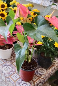 Anthurium