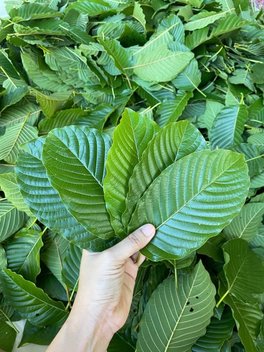 ใบเคี้ยวแก่ๆ0.5กิโล(ส่งเร็ว)เรียงใบ ใบแก่🍃 รับเคลม!! | Lazada.co.th