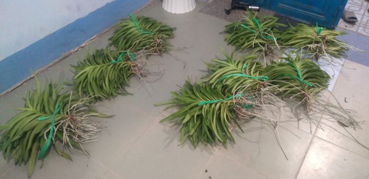 COMBO%20Nhi%E1%BB%81u%20M%C3%A0u%20C%C3%A2y%20Lan%20Gi%E1%BB%91ng%20Mokara%20cao%2030-40%20Cm%20(%C4%90%E1%BB%8F,V%C3%A0ng,T%C3%ADm,H%E1%BB%93ng,Cam)%20-%20Image%202