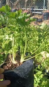 Shop999 ต้นขึ้นฉ่าย คื่นไฉ่ Celery เซเลอรี สมุนไพรขึ้นฉ่าย ต้นโต แข็งแรงพร้อมปลูก