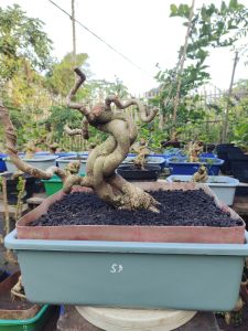bonsai sancang meliuk berkarakter kode s11