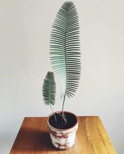 ปรง ไดอูน ปรงดิอูน Dioon Edule ราคา 250 บาท พร้อมส่ง⭐️