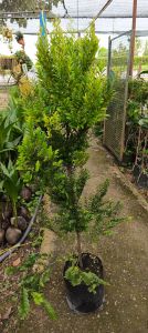 ล่ำซำหรือหูหนู ถุง8นิ้ว ลำค้น75-85-ซ.ม