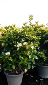 เข็มแคระขาว ต้นใหญ่ พุ่มหนารากเต็มกระถางและแข็งแรง กระถาง 11 นิ้ว (กทม)