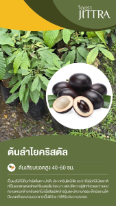 จิตตรา ต้นพันธุ์ลำไยคริสตัล Matoa สีม่วงดำ แดง เหลือง เขียว เพาะเมล็ดสูง 40-60 ซม. พร้อมส่ง เคลมฟรี ต้นพันธุ์ผลไม้