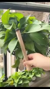 {2box} Aromatherapy wormwood mosquito repellent household indoor incense outdoor fishing mosquito repellent香薰艾草