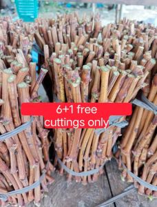 CARDINAL PLANTS GRAPES Premium Rooted Seedling WITH FREEBIES NA - High-Quality Outdoor & Garden Plant/ ORDER NOW