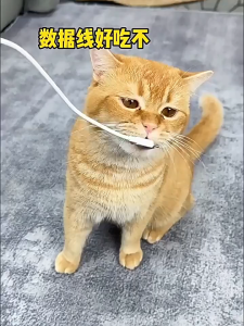 đồ chơi dây thừng thú bông chống ngứa răng dành cho chó mèo - T3 PETS SHOP