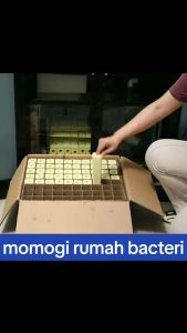 Momogi Kotak Kecil Rumah Bakteri Media Filter Air Aquarium Bio Block