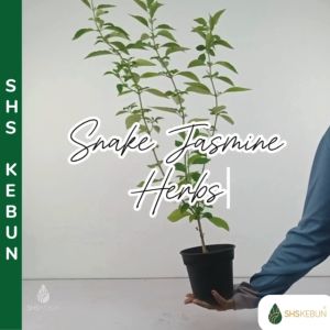 Pokok Kepala Sari 白鹤灵芝草 Snake Jasmine Herb Rhinacanthus nasutus Bignose Rhinacanthus Live Plant Shs Kebun