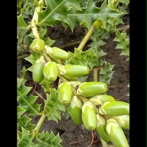 Bibit Tanaman Daruju: Tanaman Tahan Lama & Cocok untuk Interior