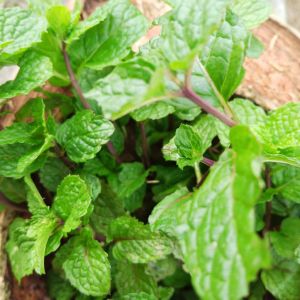 Daun mint segar Fress per 300 gram