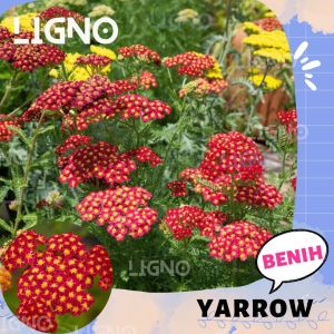 Benih YARROW RED - Biji Bunga