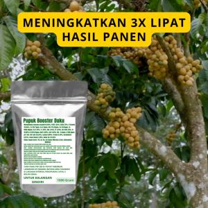 Pupuk Booster Duku Pelebat Organik Cepat Berbuah Lebat Besar Anti Rontok Pembesar Duku