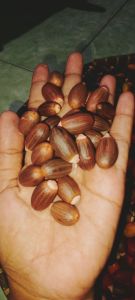 BIBIT BIJI MELINJO AMBON 1KG SUPER BESAR/BIBIT BIJI MELINJO BESAR