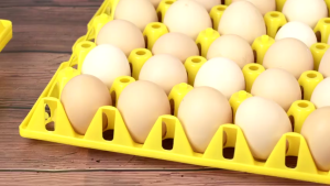 Egg Storage 30 Eggs Can Hold Egg Tray Reused Bekas Telur Can Be Stacked Tray Telur Easy to Clean Bekas Telur Plastik 鸡蛋盘