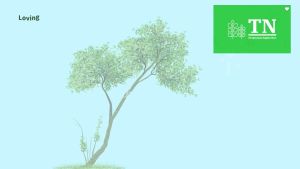 Hạt giống Cà Chua Bi Lùn Quả Mận Mix Lai F1 RADO 647