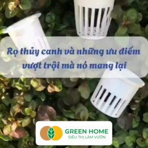 20 Rọ Trồng Rau Thủy Canh GreenHome 55x55x40mm Chuyên Dùng Trồng Cây Tiện Lợi