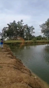 OGANIKKU Super Probiotic (AGPB) for Fish Shrimp & Crabs – Boosts growth improves survival enhances water quality and reduces pond waste. Safe natural and cost-efficient for aquaculture. Perfect for tilapia hito bangus sugpo alimango.