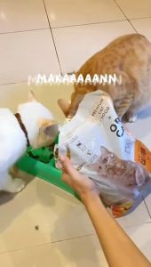 Ori Cat Adult Makanan Kucing Cat Food Dry