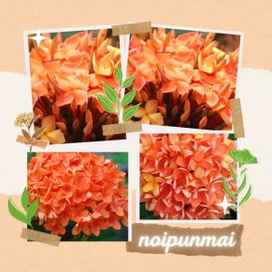 ต้นเข็มดอกใหญ่ ดอกสีส้มโอรส กระถาง 6 นิ้ว 2 ต้น ส่งพร้อมกระถาง